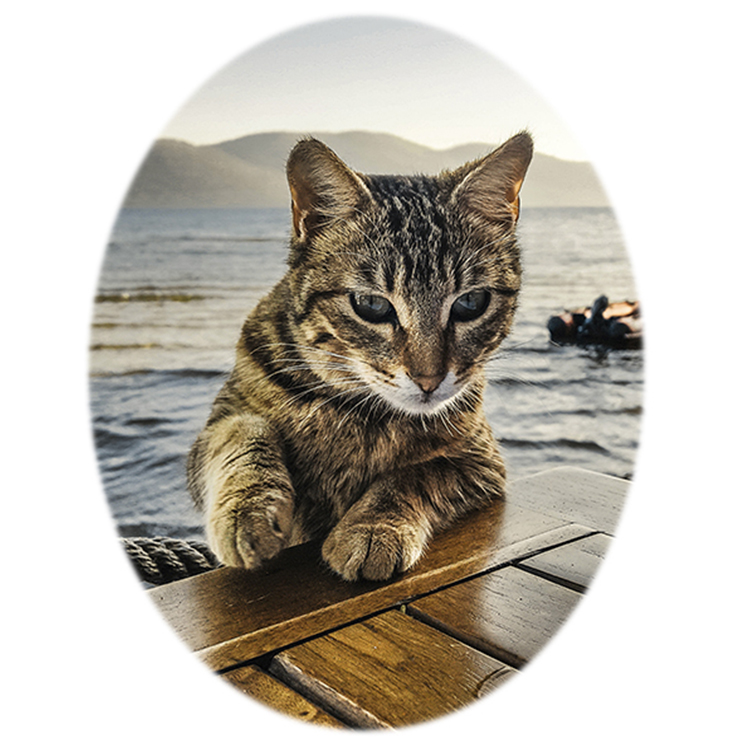 Fotocerámica para mascota oval - Imagen 2