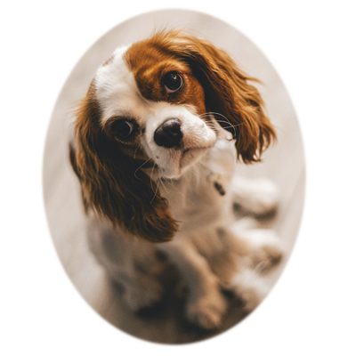 Fotocerámica Mascota